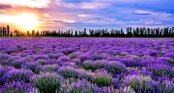 伊犁薰衣草攻略｜邂逅中国的普罗旺斯，6 月赴一场紫色浪漫之约