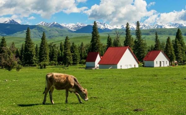 伊犁 9 大草原封神榜！一生必去的治愈秘境
