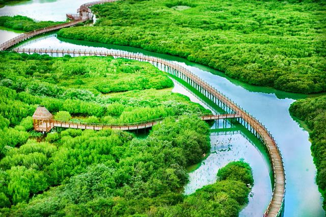 红树林湿地公园