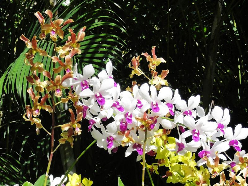 南天热带植物园