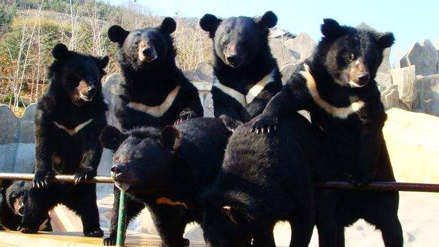 昭和新山熊牧场