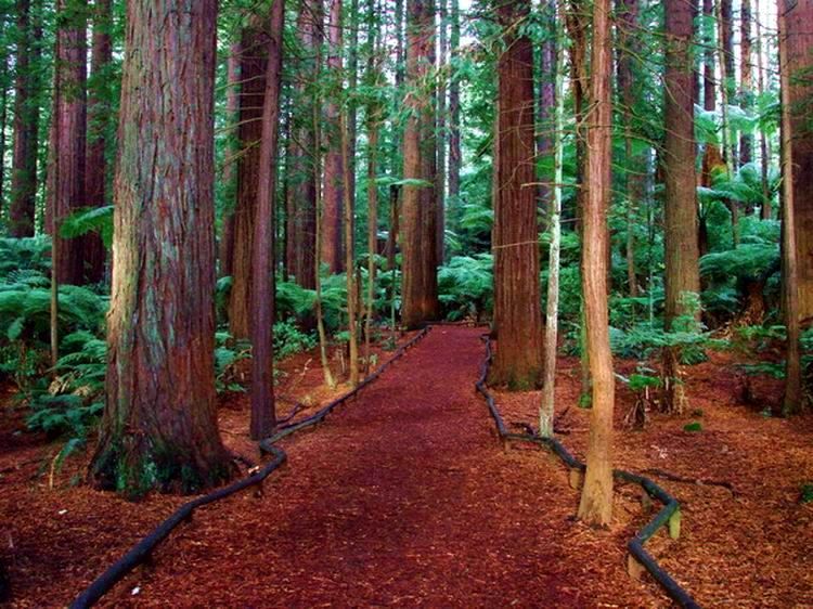 红木森林