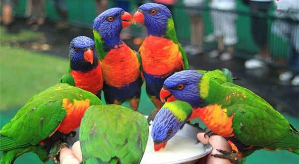 可伦宾野生动物园