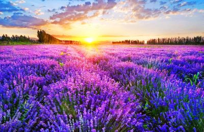 北疆喀纳斯+禾木+那拉提+薰衣草基地+巴音布鲁克+赛里木湖双飞单卧7日游（全程不进购物店）